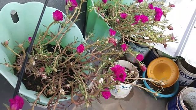Cara Menanam Bunga Jam Sembilan смотреть онлайн