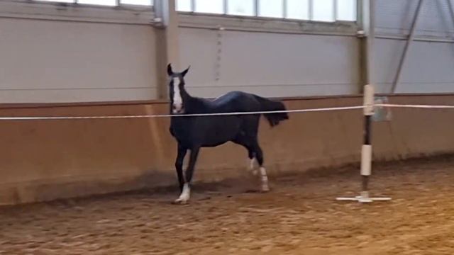 AKHAL-TEKE COLT MASUD-SHAEL `2020 смотреть онлайн