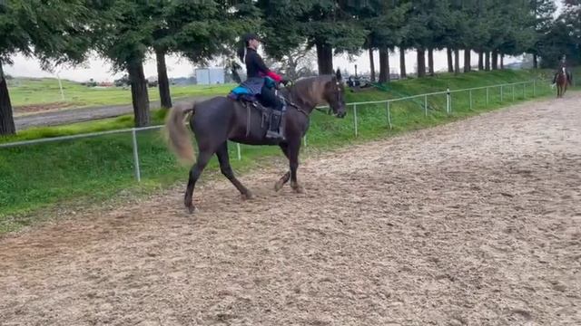 Tennessee Walking Horse/Rocky Mountain Horse  - Annabelle
