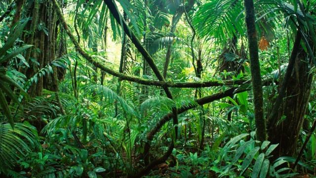 Sub Focus - Last Jungle FLAC