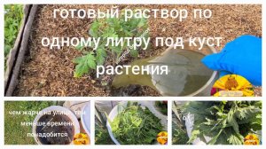 Одуванчик не сорняк!  А удобрение! Настой из травы - лучшее весеннее удобрение...