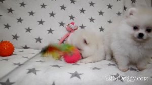 Мини щенки померанского шпиц тип мишка