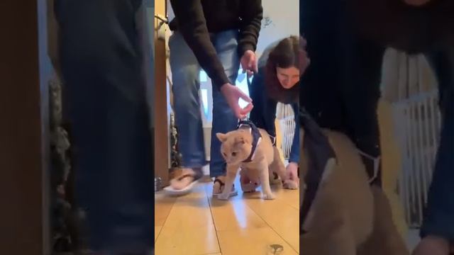 Peanut the Cat's Walking Exercises at Home смотреть онлайн