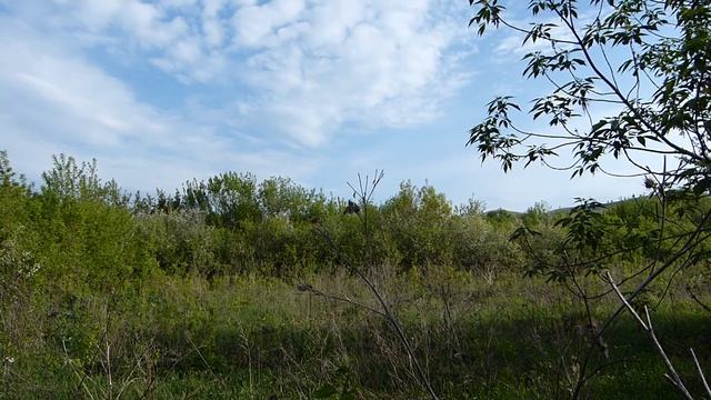 Майское утро. смотреть онлайн
