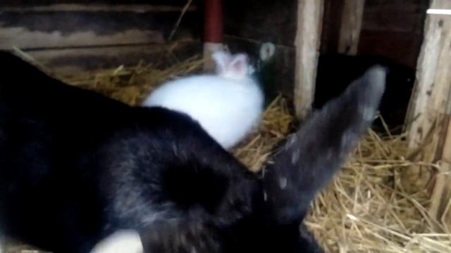 КУКОВАНИЕ КРОЛЬЧАТ в 30 дней/// ОБЗОР смотреть онлайн