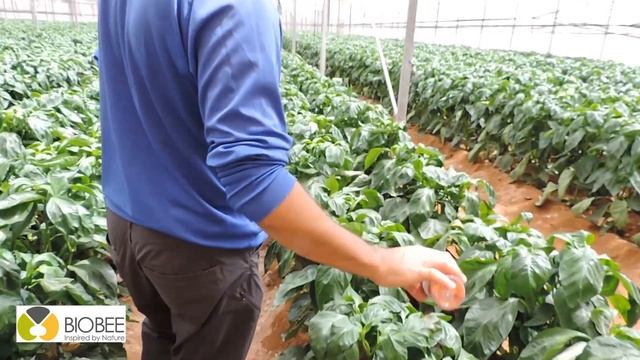 BioBee's BioArtFeed dispersal video English смотреть онлайн