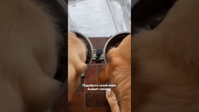 А вы бы завели Золотистого ретривера? #собака #породысобак смотреть онлайн