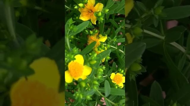 Зверобой. Дмитрий Шлапак смотреть онлайн