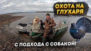 Охота 2022 на глухаря с подхода с собакой!
