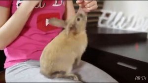Кролик Эльза🐇. Питомец Элли Ди/ Elli Di Fans.
