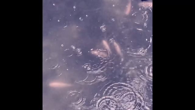 I.O.M. | DROPLETS IN THE RIVER | FIELD RECORDING | AIR | KOALA SAMPLER смотреть онлайн