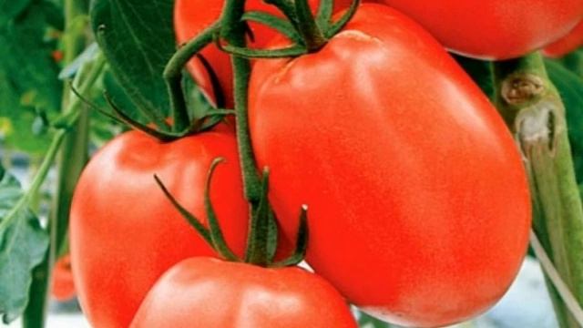 Томат Аделина смотреть онлайн
