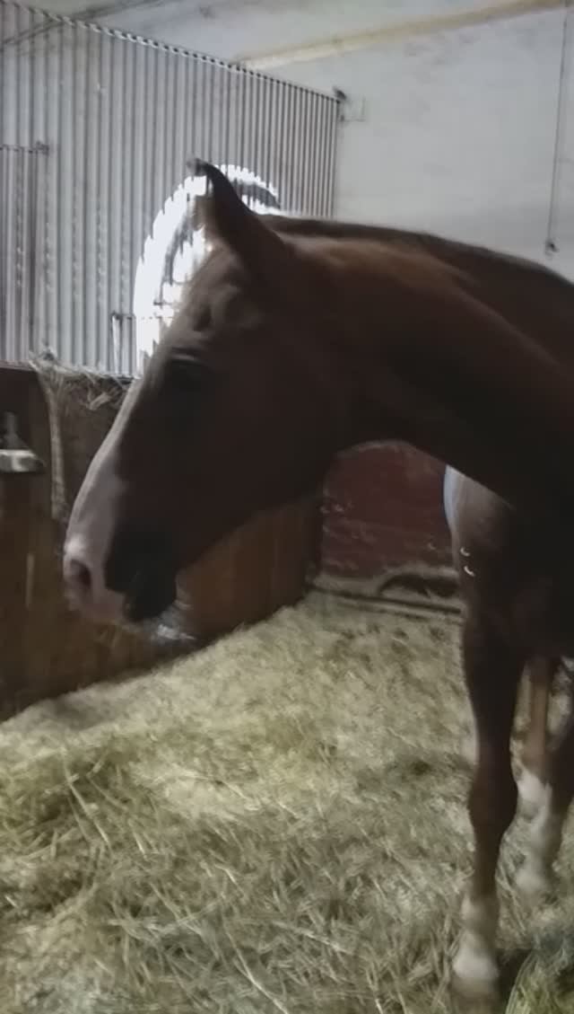 на конюшне, Афган 20210809_140927 смотреть онлайн