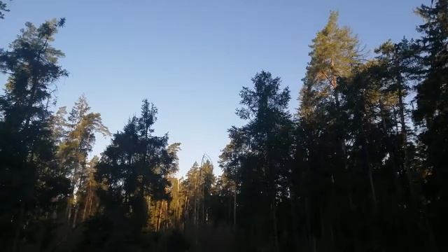Утро в весеннем лесу, пение Певчего дрозда смотреть онлайн