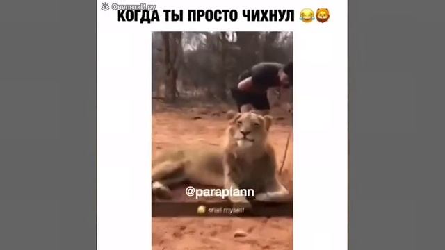 проверка на смелость с львом смотреть онлайн