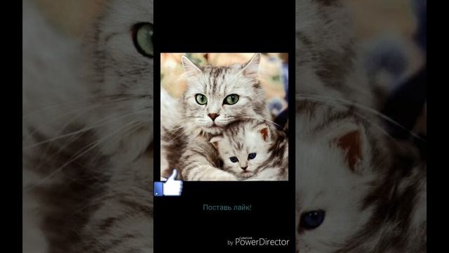 Коты и кошки 😺😺😺😺😺🐈🐈🐈🐈🐈🐱🐱🐱🐱🐱(Слайд-шоу) смотреть онлайн