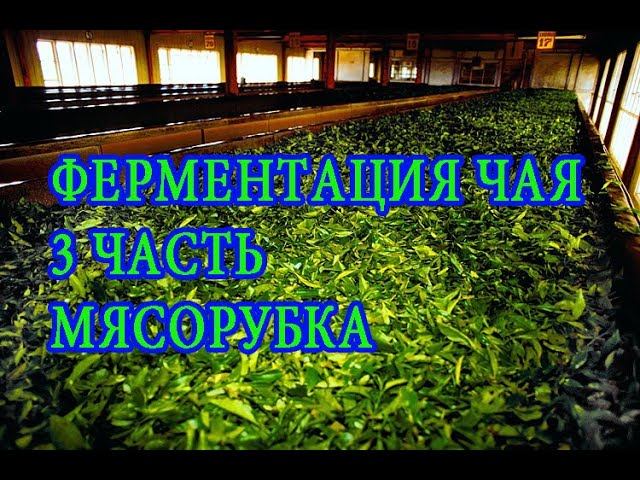 Ферментация чая (Часть 3). Инженер Андрей.
