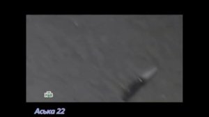 Возвращение мухтара дай лапу верный пес