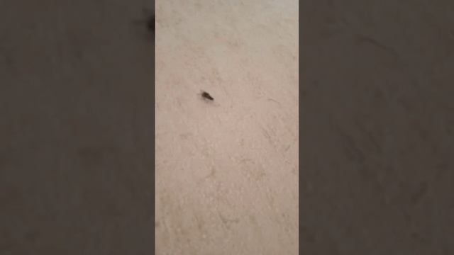 мухи занимаются этим смотреть онлайн
