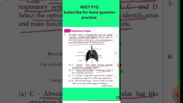 NEET PYQ|Breathing And Exchange Of Gas|#biology|#neet2025|#neet#aiims|#neetaspirant
