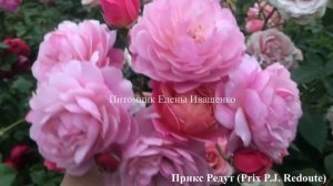 СТОЙКИЕ РОЗЫ для Средней Полосы