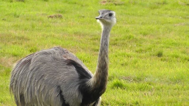 Emu In Cornwall - Emu Birds In A Field Near Camborne, Cornwall