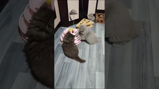 Шотландские котята 😁 Хайленд Страйты и Скоттиш Фолд 🤗😍😁 смотреть онлайн