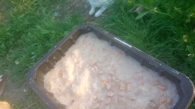 Что за котик приходит к кошечкам??? смотреть онлайн