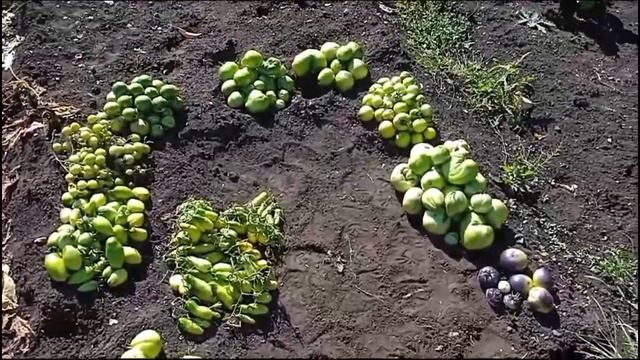 почему томаты🍅 не созрели?🤷 смотреть онлайн