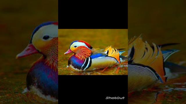 Экзотические птицы. смотреть онлайн