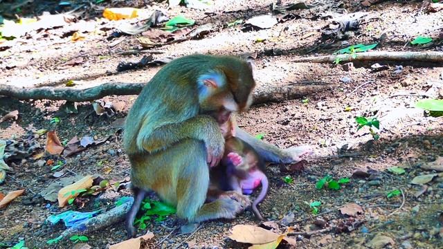 Oh, Tiny baby monkey jumping out of Mom with 😂crying so loud very 😂angry with his mother смотреть онлайн