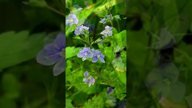 Не стоят незабудки в букете. Дмитрий Шлапак смотреть онлайн