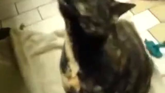 Самое смешное видео номер 6 смотреть онлайн