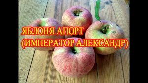 Яблоня АПОРТ (ИМПЕРАТОР АЛЕКСАНДР) // Apple tree APORT (EMPEROR ALEXANDER)