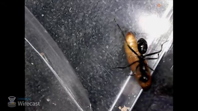 Муравьи Camponotus онлайн. / Online stream Camponotus ants farm. смотреть онлайн