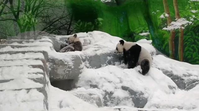 Панды Московского зоопарка радуются снегу#зоопарк смотреть онлайн
