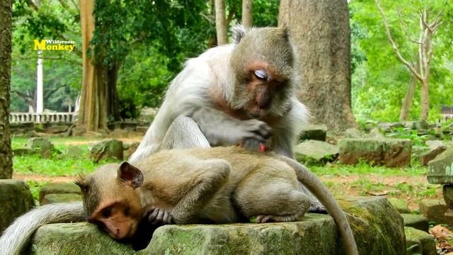 Billion so pity !! Oldest Monkey Tima Very Much, She Weak But Tima Provided Share Milk For Baby Tim смотреть онлайн