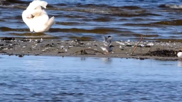 Сommon tern/ Речная крачка смотреть онлайн
