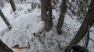 Тайга лес, капканы на соболя! #капканынасоболя #соболь