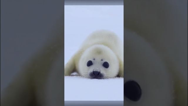 cute fur seals смотреть онлайн