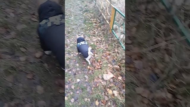 Осенняя прогулка с Гучей #чихуахуа #dog смотреть онлайн
