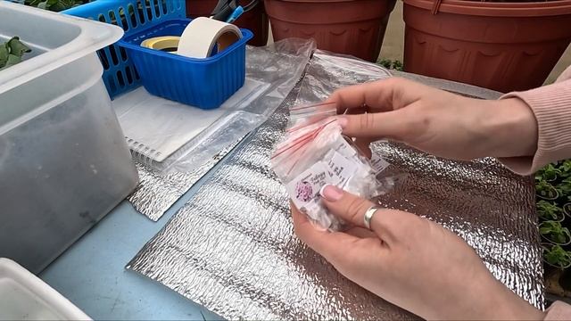 СУПЕР ПОДКОРМКА ПЕТУНИИ ПОСЛЕ ПИКИРОВКИ.РАССАДА ДЛЯ ПРОДАЖИ. смотреть онлайн