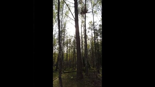 Бурцево, Владимирская тайга смотреть онлайн