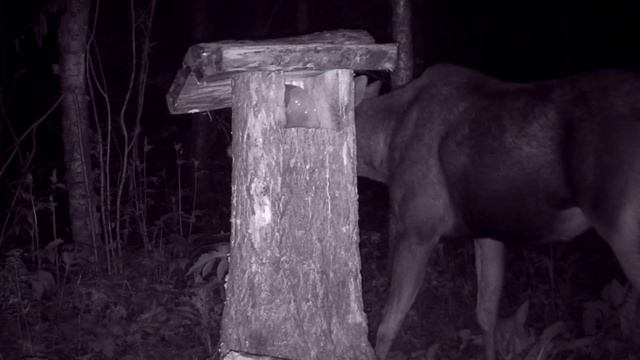 Лоси обильно посещают солонец! Кадры с фотоловушки Филин-120! смотреть онлайн