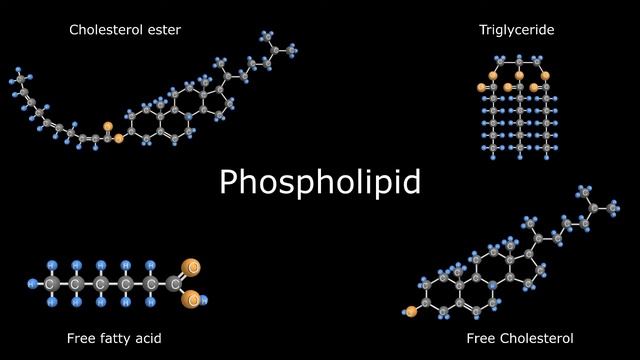 Cholesterol & Your Lipid Profile Labs. Part 1: The Biochemistry of Fats смотреть онлайн