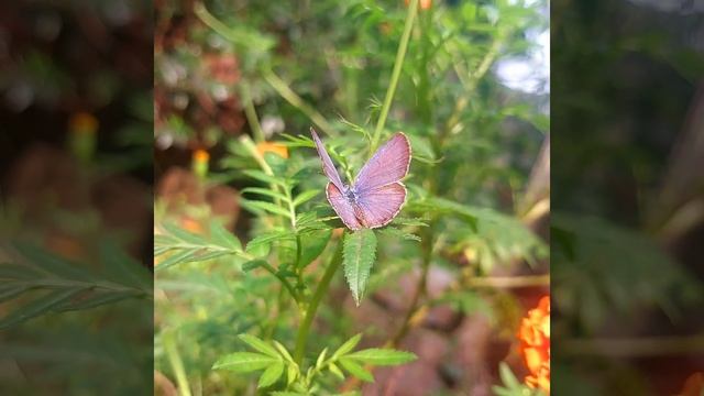 🦋🦋||A Cute Butterfly Photography || смотреть онлайн