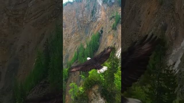 Орел 🦅 #кавказ смотреть онлайн