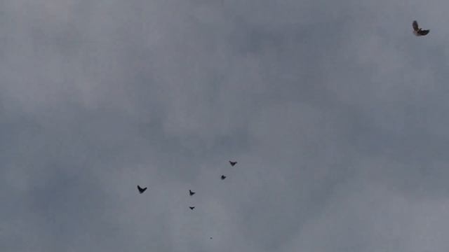 голуби без неба вымрут смотреть онлайн