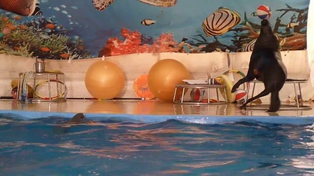 Дельфинарий Анапы2 смотреть онлайн