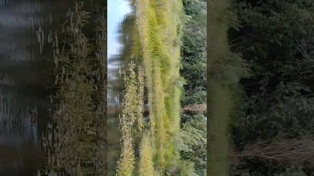 В дикой природе утки 1 смотреть онлайн